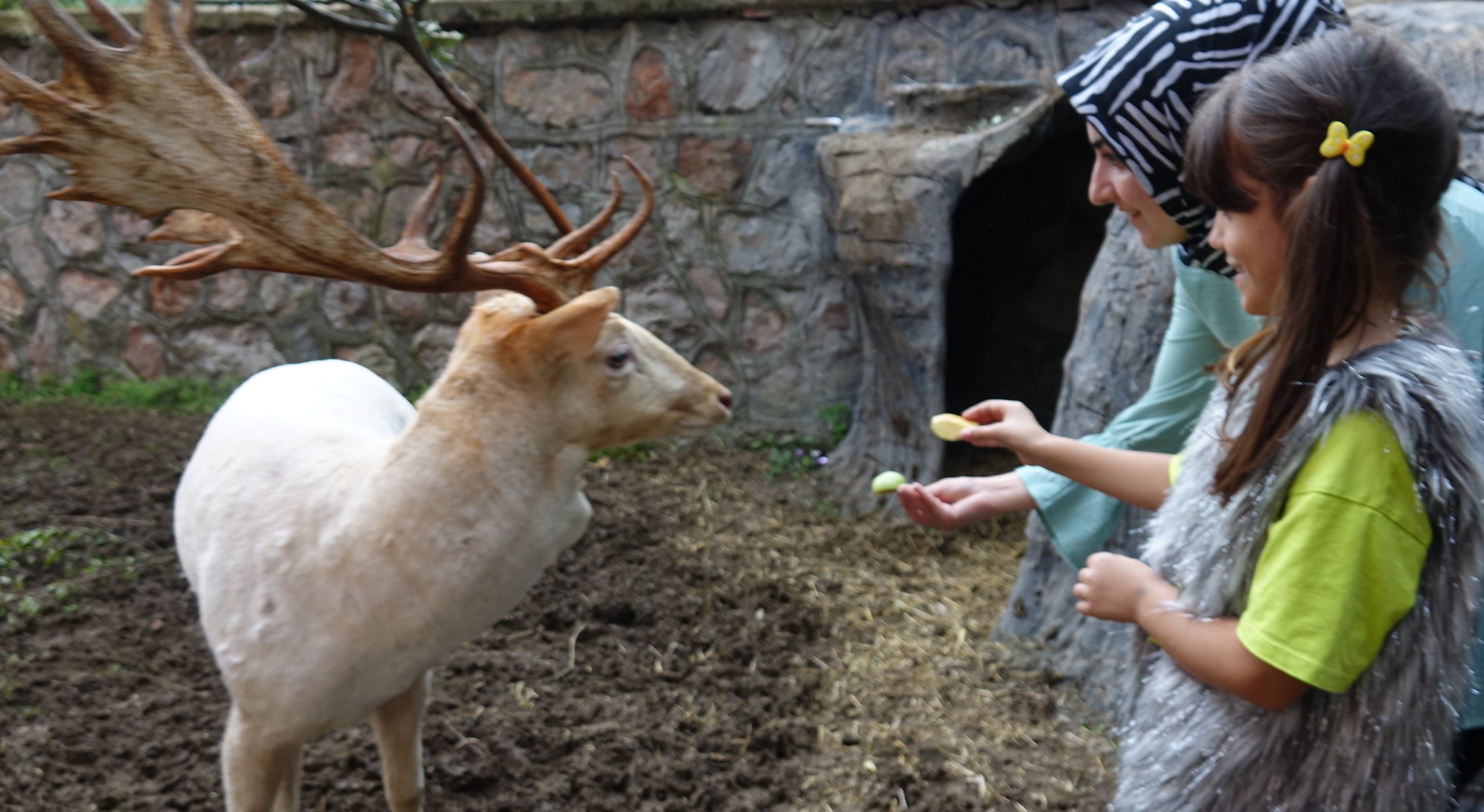 DIE MISSION DIESER HIRSCHE IST SEHR "SPEZIELL"